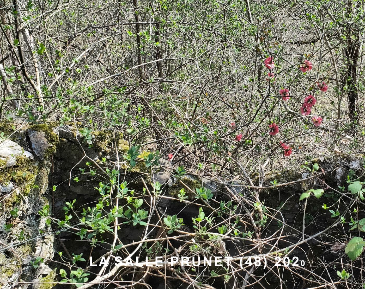 Quince, Japanese plant